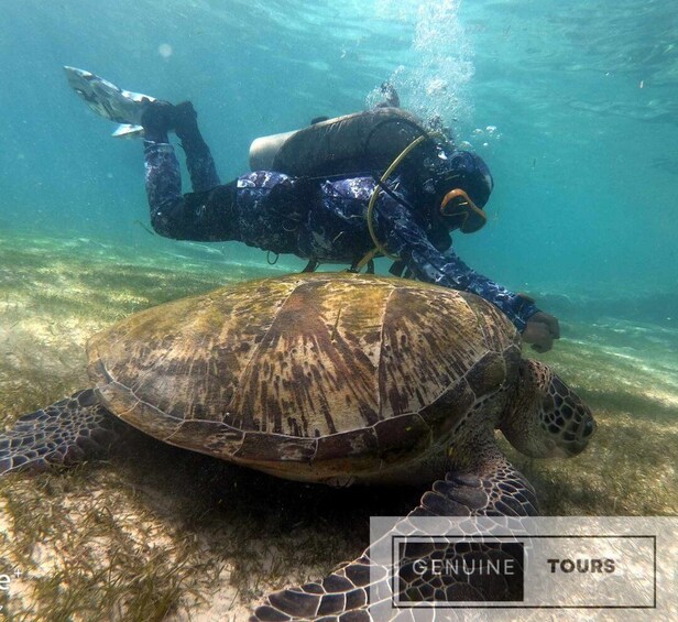 Picture 7 for Activity Genuine Tours - OSLOB Snorkeling