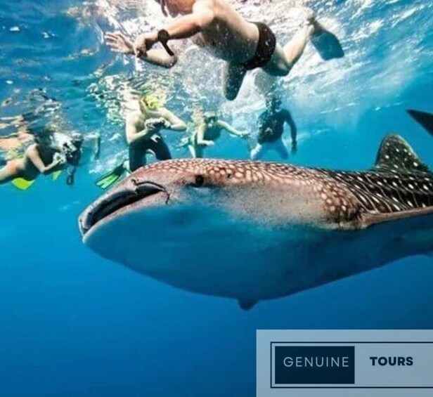 Genuine Tours - OSLOB Snorkeling