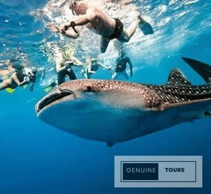 Genuine Tours - OSLOB Snorkelling