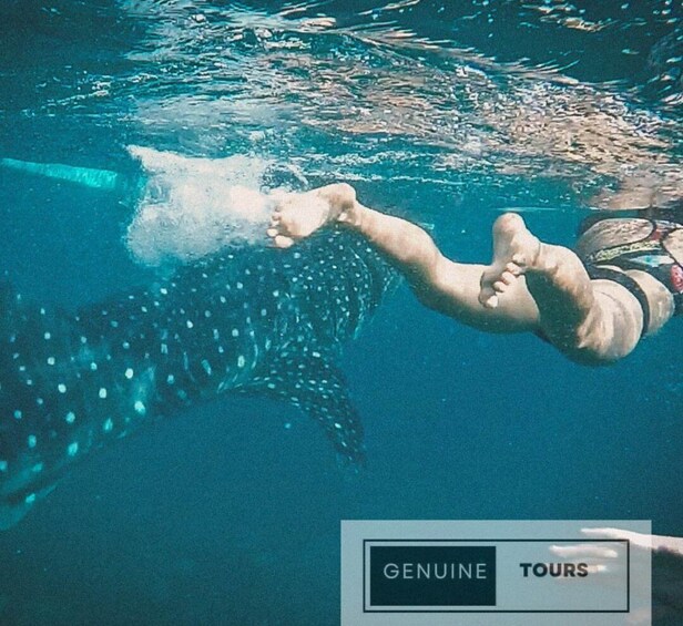 Picture 5 for Activity Oslob: Whaleshark & Canyoneering 2023