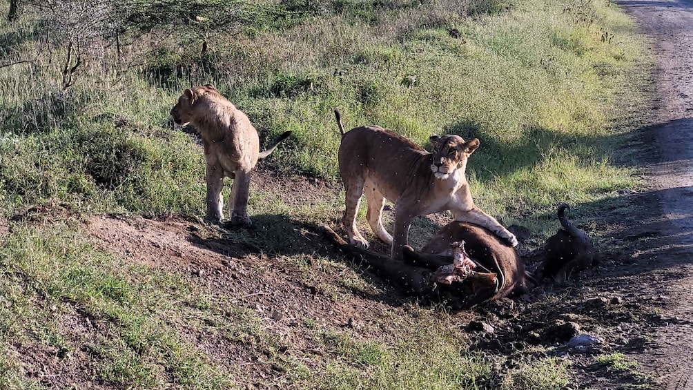 Picture 3 for Activity 2 Nights 3 Days Maasaimara Safari