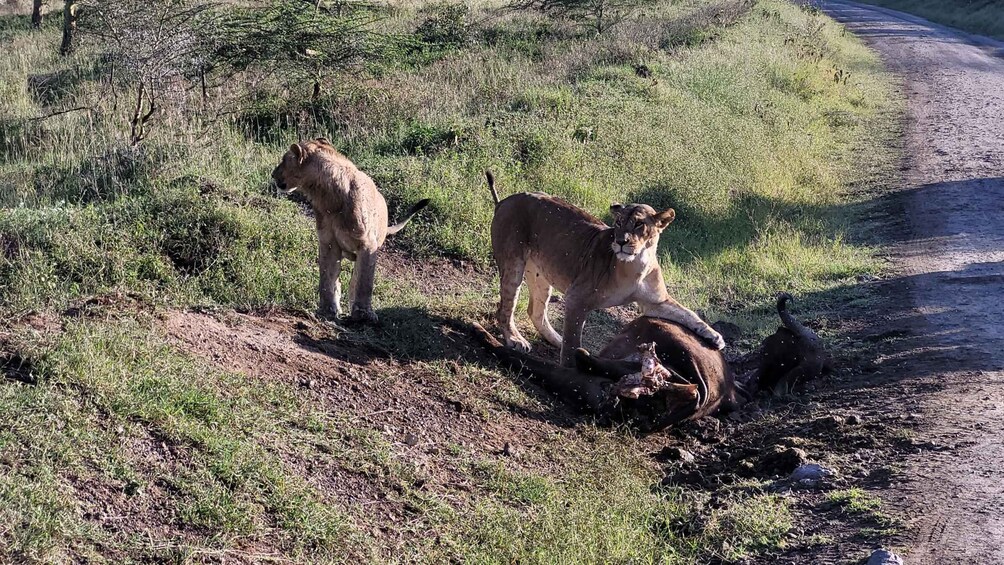 Picture 3 for Activity 2 Nights 3 Days Maasaimara Safari