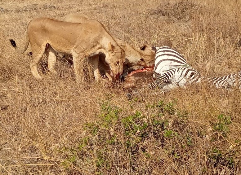 2 Nights 3 Days Maasaimara Safari