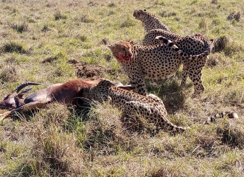 Picture 6 for Activity 2 Nights 3 Days Maasaimara Safari