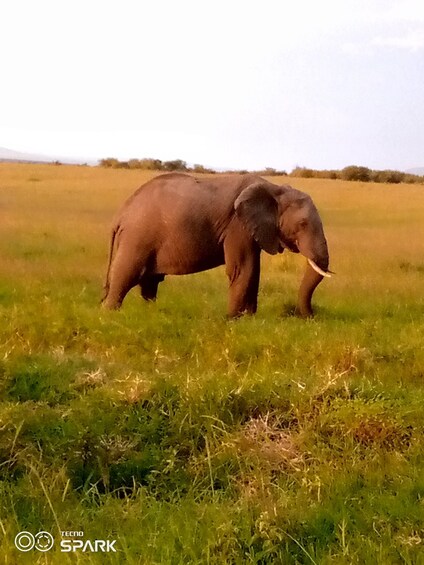 Picture 9 for Activity 2 Nights 3 Days Maasaimara Safari