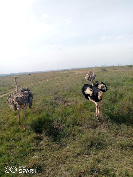 Picture 8 for Activity 2 Nights 3 Days Maasaimara Safari