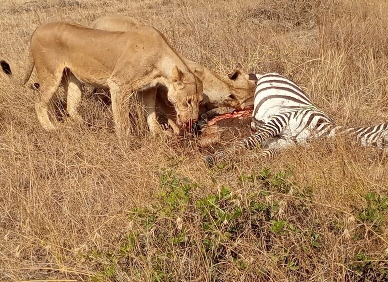 2 Nights 3 Days Maasaimara Safari