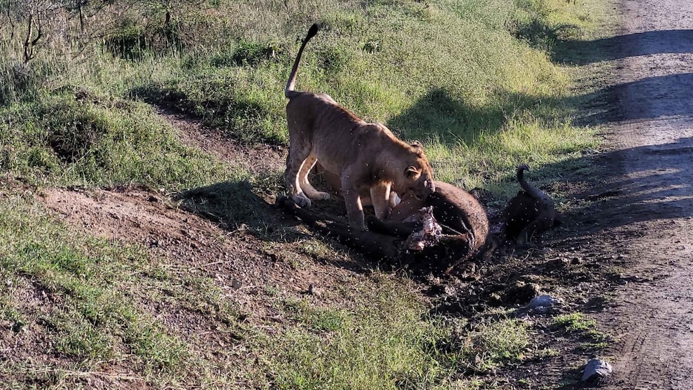 Picture 4 for Activity 2 Nights 3 Days Maasaimara Safari