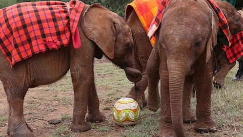 Nairobi: Visita guiada al Centro de Jirafas y Orfanato de Elefantes