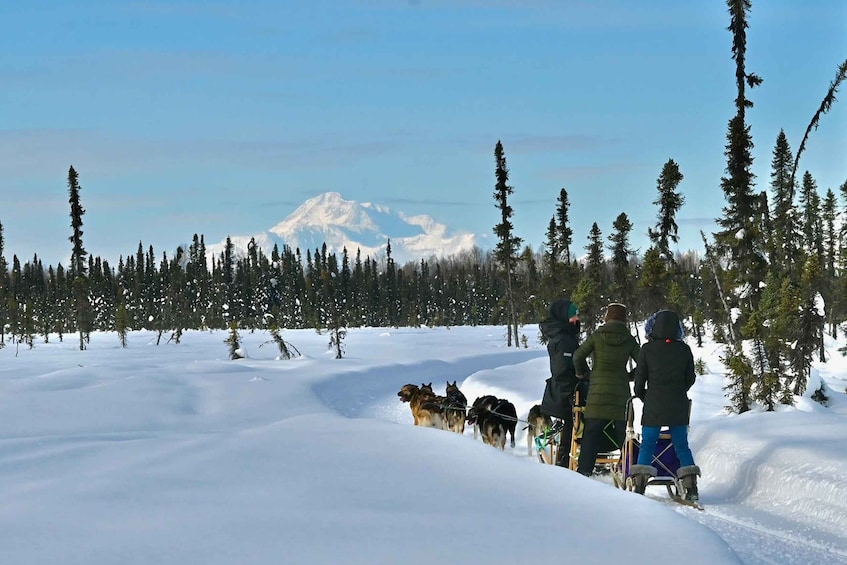 Winter Dog Sled Tour Day or Night Mush!