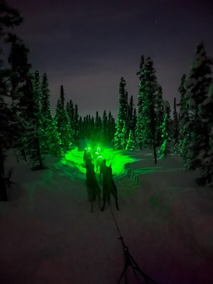 Picture 22 for Activity Talkeetna: Winter Dog Sled Tour Morning or Night Mush!