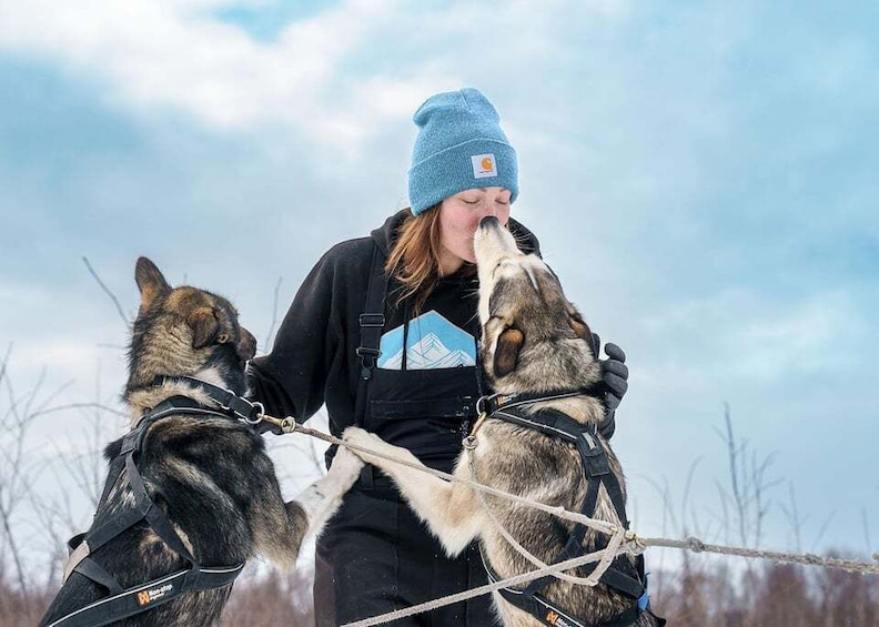 Picture 18 for Activity Talkeetna: Winter Dog Sled Tour Morning or Night Mush!