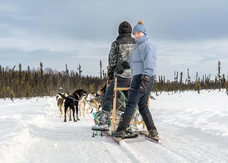 Picture 1 for Activity Talkeetna: Winter Dog Sled Tour Morning or Night Mush!