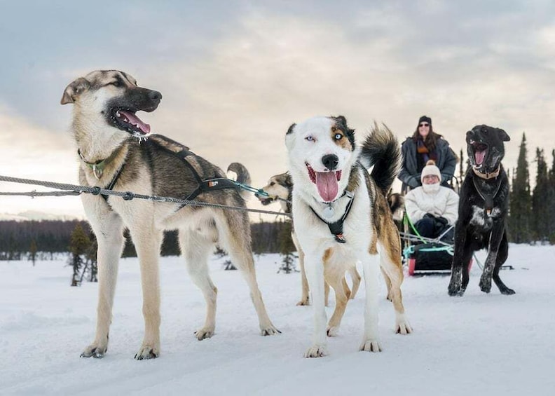 Picture 13 for Activity Talkeetna: Winter Dog Sled Tour Morning or Night Mush!