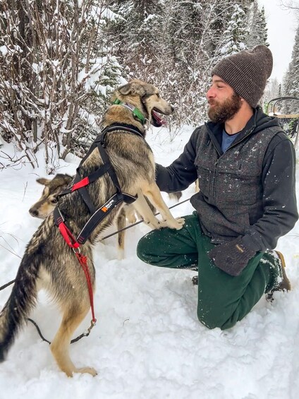 Picture 5 for Activity Talkeetna: Winter Dog Sled Tour Morning or Night Mush!