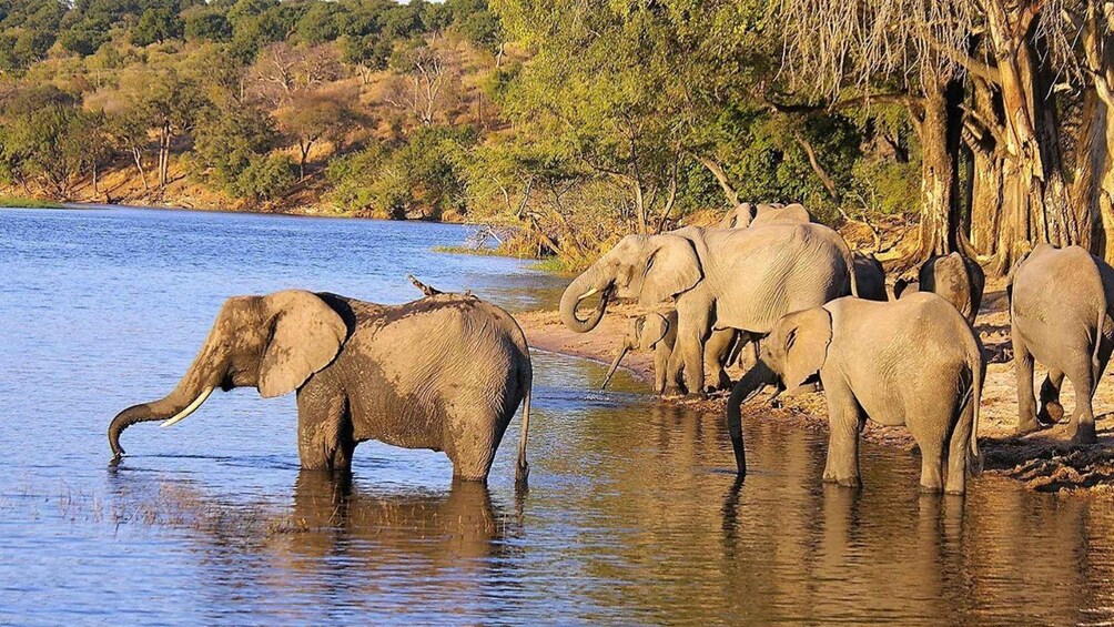 Picture 6 for Activity Isimangaliso Boat Cruise & Game Drive Day Tour from Durban