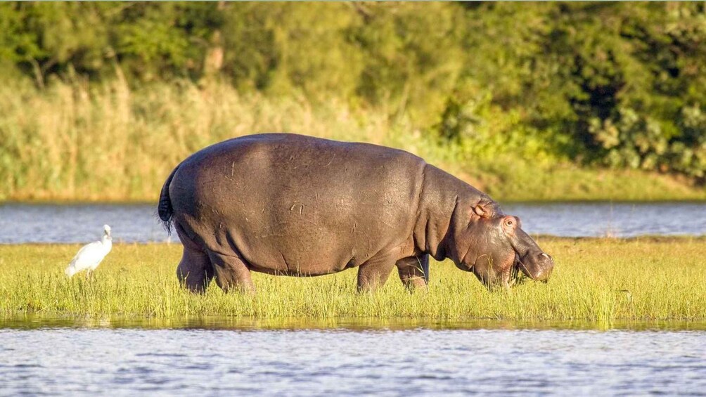 Isimangaliso Boat Cruise & Game Drive Day Tour from Durban