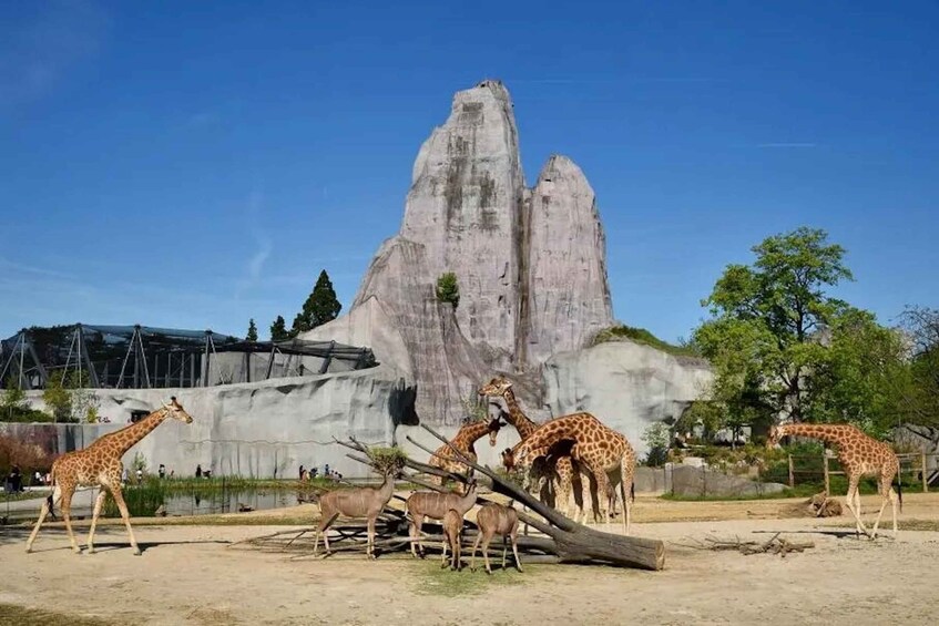 Picture 1 for Activity Paris: Paris Zoological Park Entrance Ticket