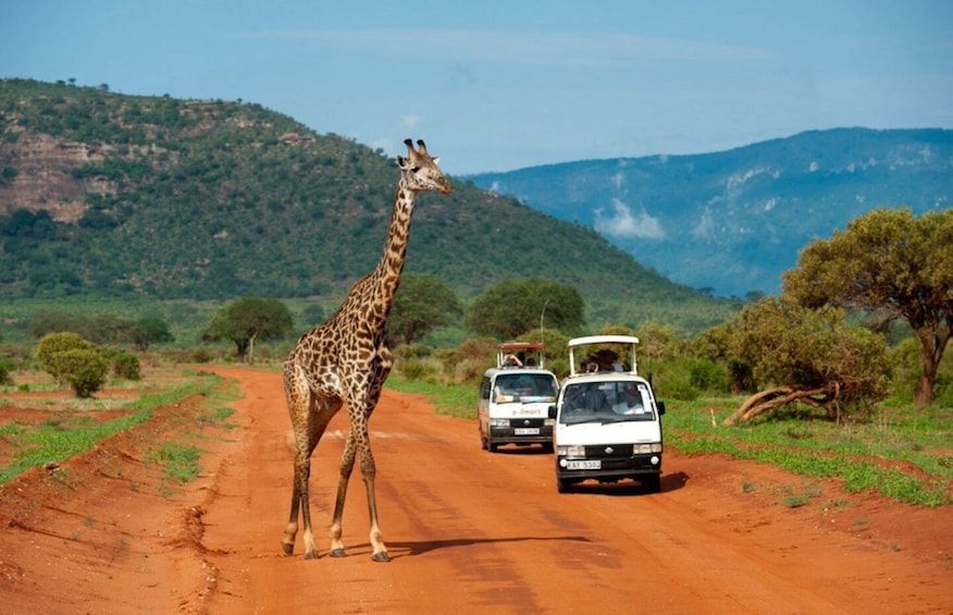 Picture 6 for Activity Kenya: 6 Day of Amboseli, Tsavo West & East