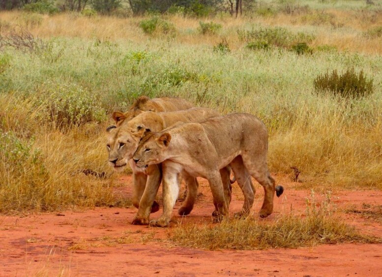 Picture 8 for Activity Kenya: 6 Day of Amboseli, Tsavo West & East