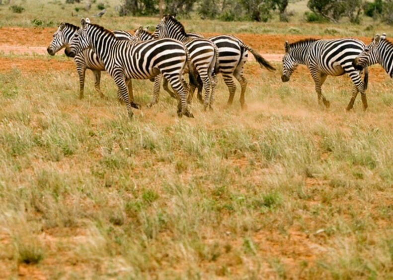 Picture 5 for Activity Kenya: 6 Day of Amboseli, Tsavo West & East