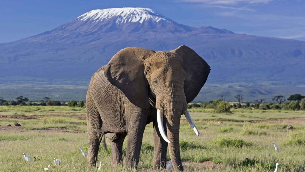 Picture 12 for Activity Kenya: 6 Day of Amboseli, Tsavo West & East