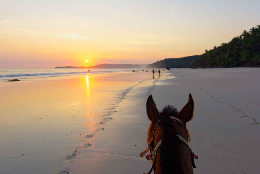 Picture 4 for Activity Palomino: Horseback Riding Tour on Palomino Beach