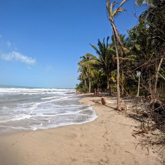 Picture 2 for Activity Palomino: Horseback Riding Tour on Palomino Beach