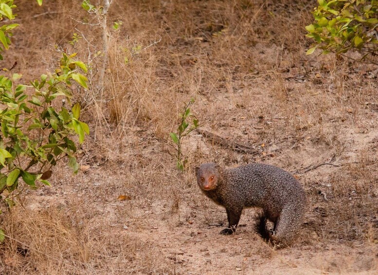 Picture 11 for Activity Yala National Park Wildlife safari from Bentota