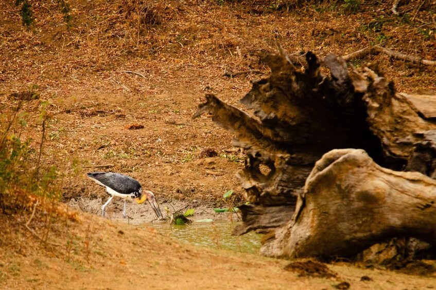 Picture 10 for Activity Yala National Park Wildlife safari from Bentota