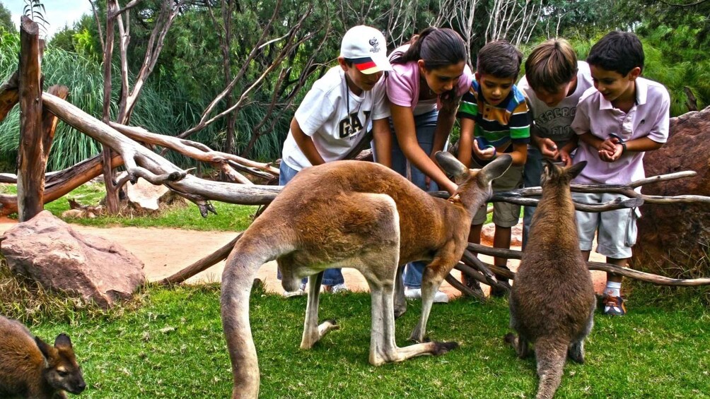 Picture 2 for Activity Puebla Africam Safari Park, Live an Unforgettable Adventure!