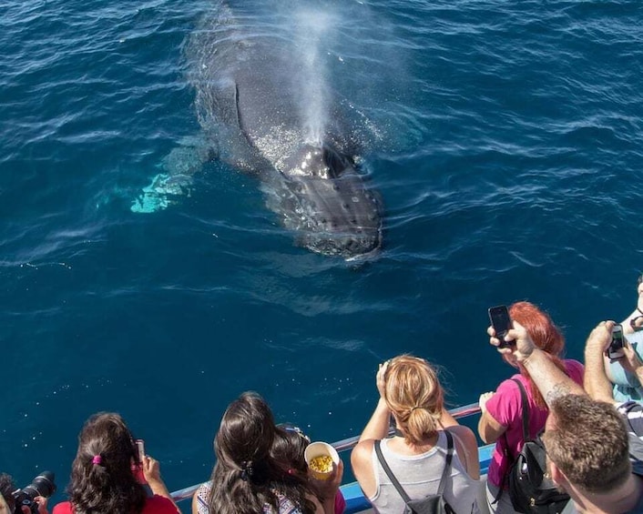 Picture 1 for Activity Newport Beach: Luxury Whale Watching Catamaran Cruise