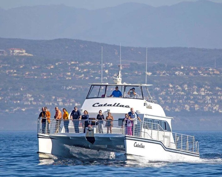 Newport Beach: Luxury Whale Watching Catamaran Cruise