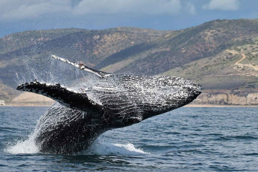 Picture 2 for Activity Newport Beach: Luxury Whale Watching Catamaran Cruise