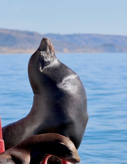 Picture 4 for Activity Newport Beach: Luxury Whale Watching Catamaran Cruise