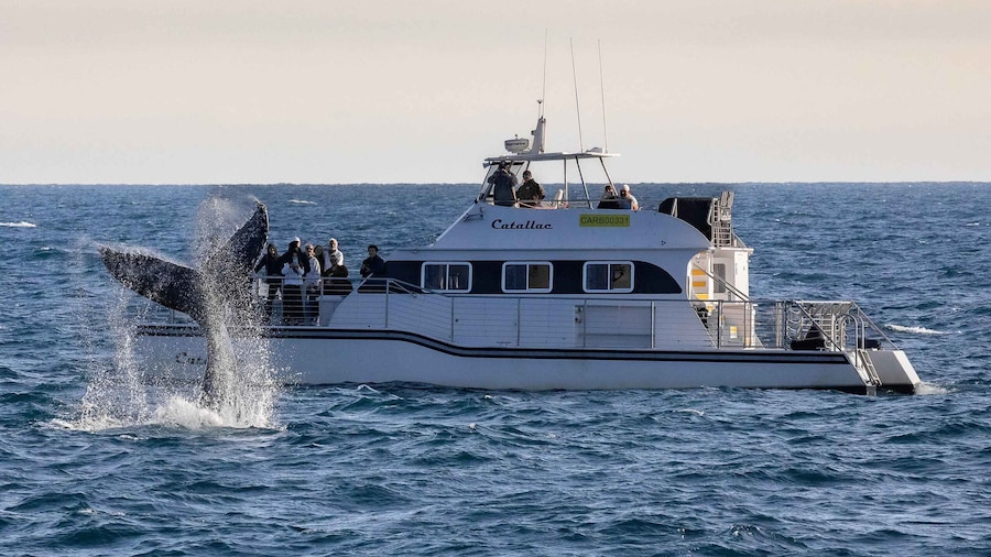 Newport Beach: Luxury Whale Watching Catamaran Cruise