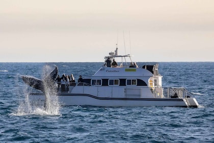 Newport Beach: Luxuriöse Walbeobachtungs-Katamaran-Kreuzfahrt
