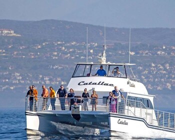 Newport Beach: Luxury Whale Watching Catamaran Cruise