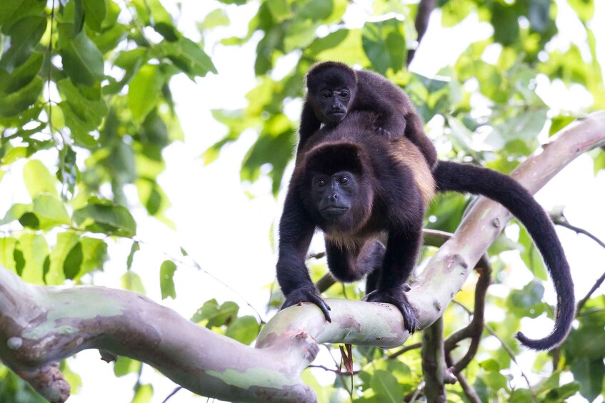 Picture 7 for Activity Tamarindo Estuary: Kayak Monkey Tour