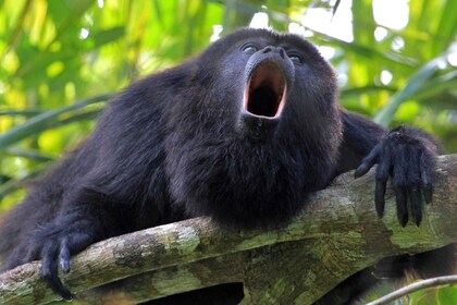 Tamarindo Estuary: Kayak Monkey Tour