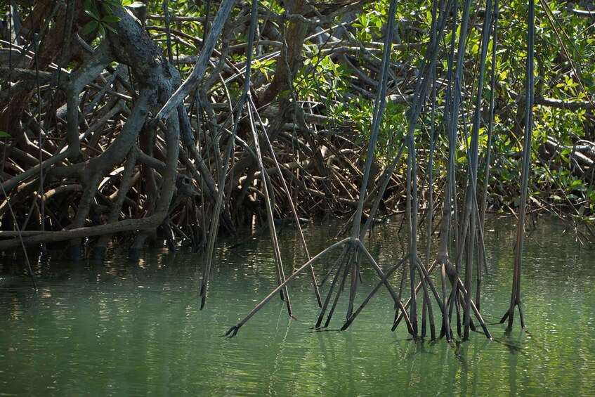 Picture 3 for Activity Tamarindo Estuary: Kayak Monkey Tour