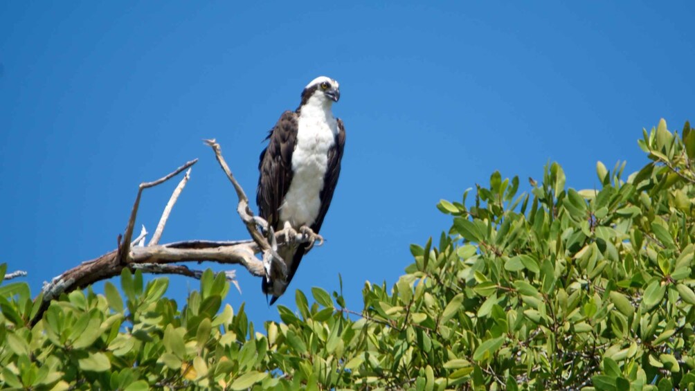 Picture 2 for Activity Tamarindo Estuary: Kayak Monkey Tour