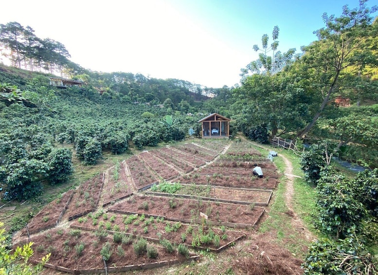 Picture 5 for Activity Scented candle workshop at Twin Beans Farm - Da Lat suburb