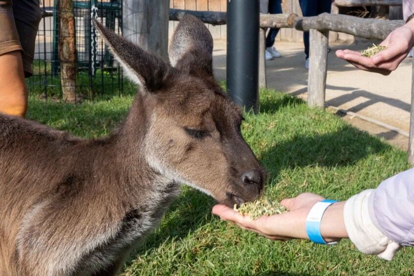 Picture 1 for Activity From Sydney: Blue Mountains Deluxe Tour