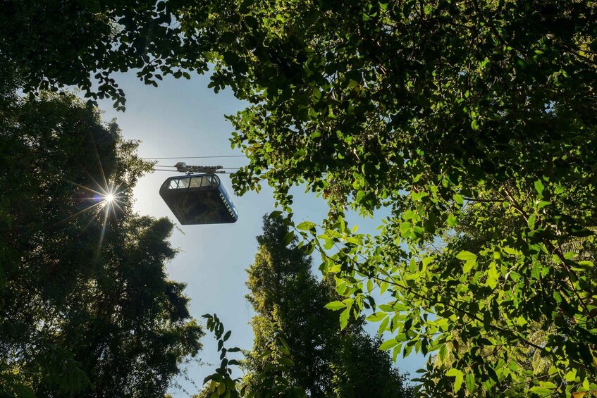 Picture 11 for Activity From Sydney: Blue Mountains, Scenic Railway, & Sydney Zoo