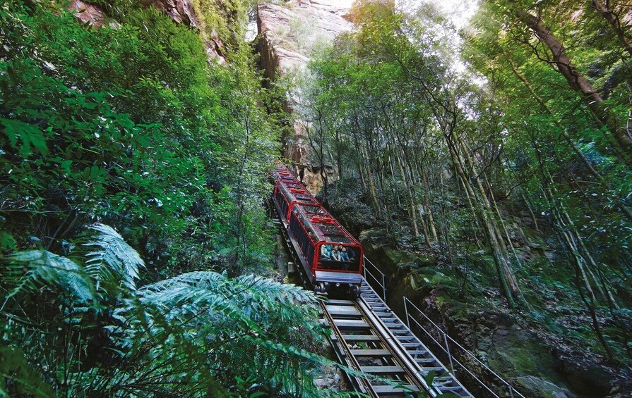 Picture 10 for Activity From Sydney: Blue Mountains, Scenic Railway, & Sydney Zoo