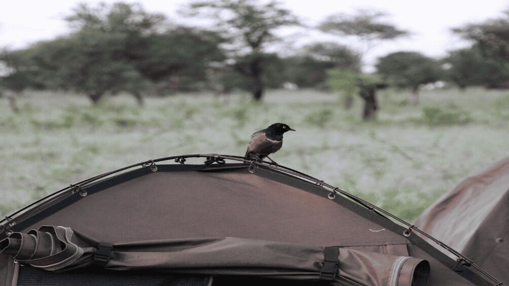 Picture 13 for Activity 4 days joint camp safari :Serengeti, Ngoro Ngoro & Tarangire