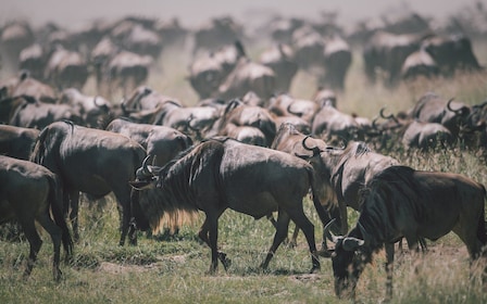 4 days joint camp safari :Serengeti, Ngoro Ngoro & Tarangire