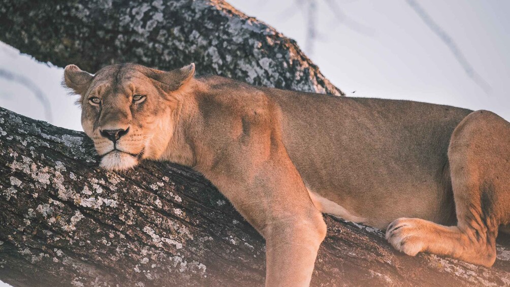 Picture 1 for Activity 4 days joint camp safari :Serengeti, Ngoro Ngoro & Tarangire