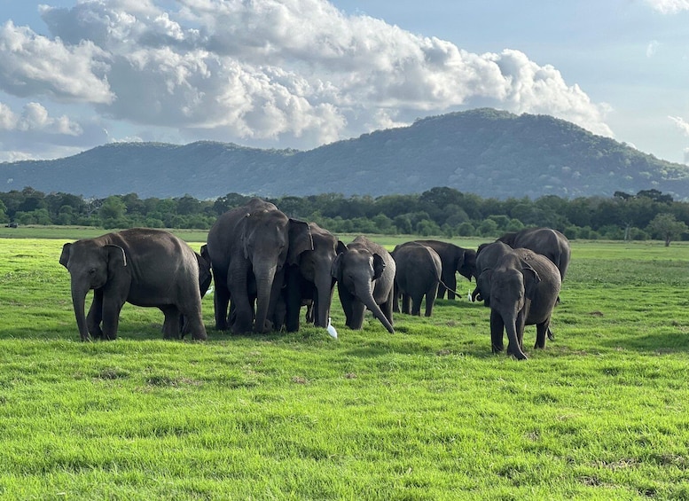 Picture 3 for Activity Minneriya National Park Private Jeep Safari Sri Lanka